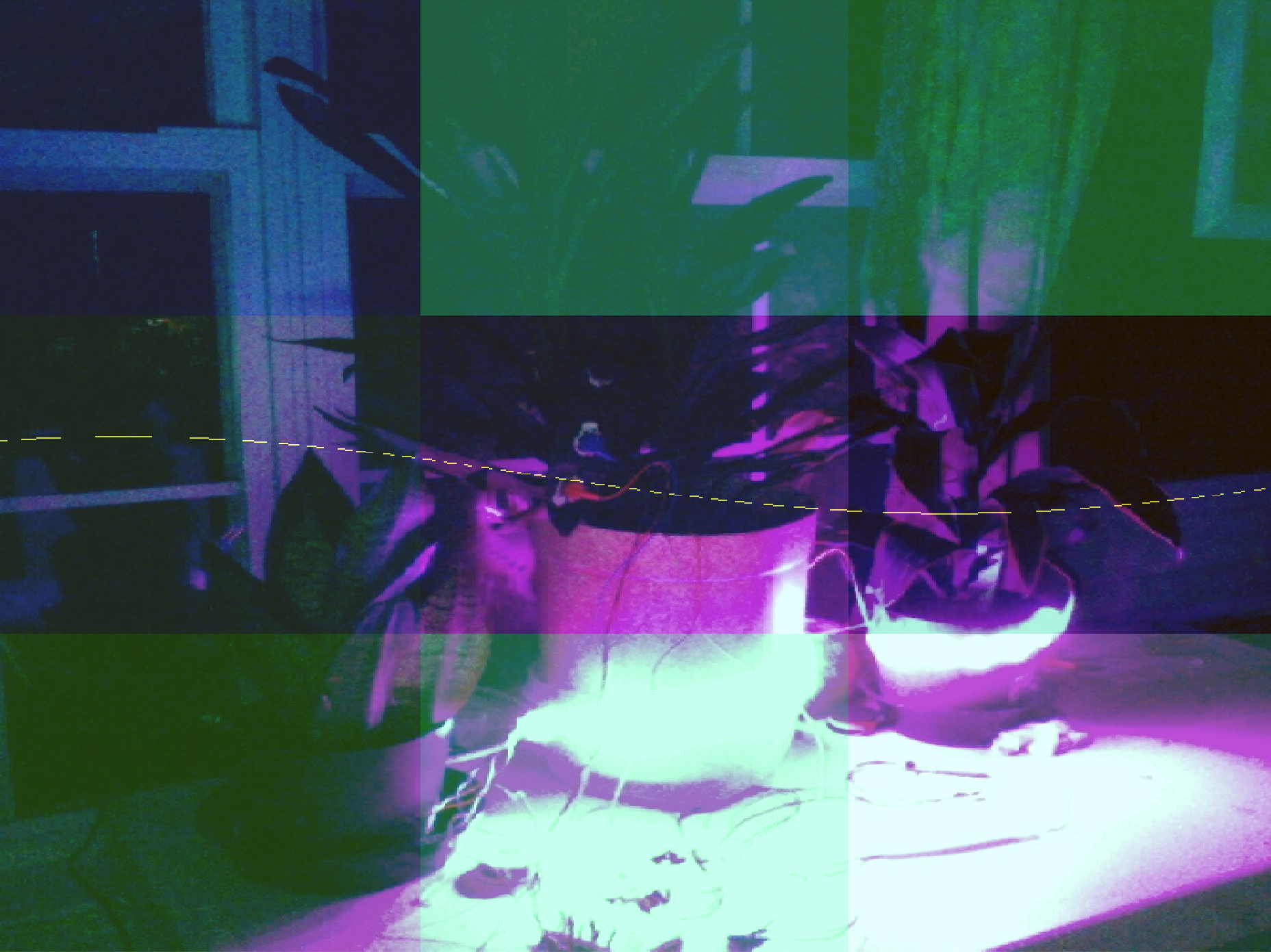 image of plants in purple light