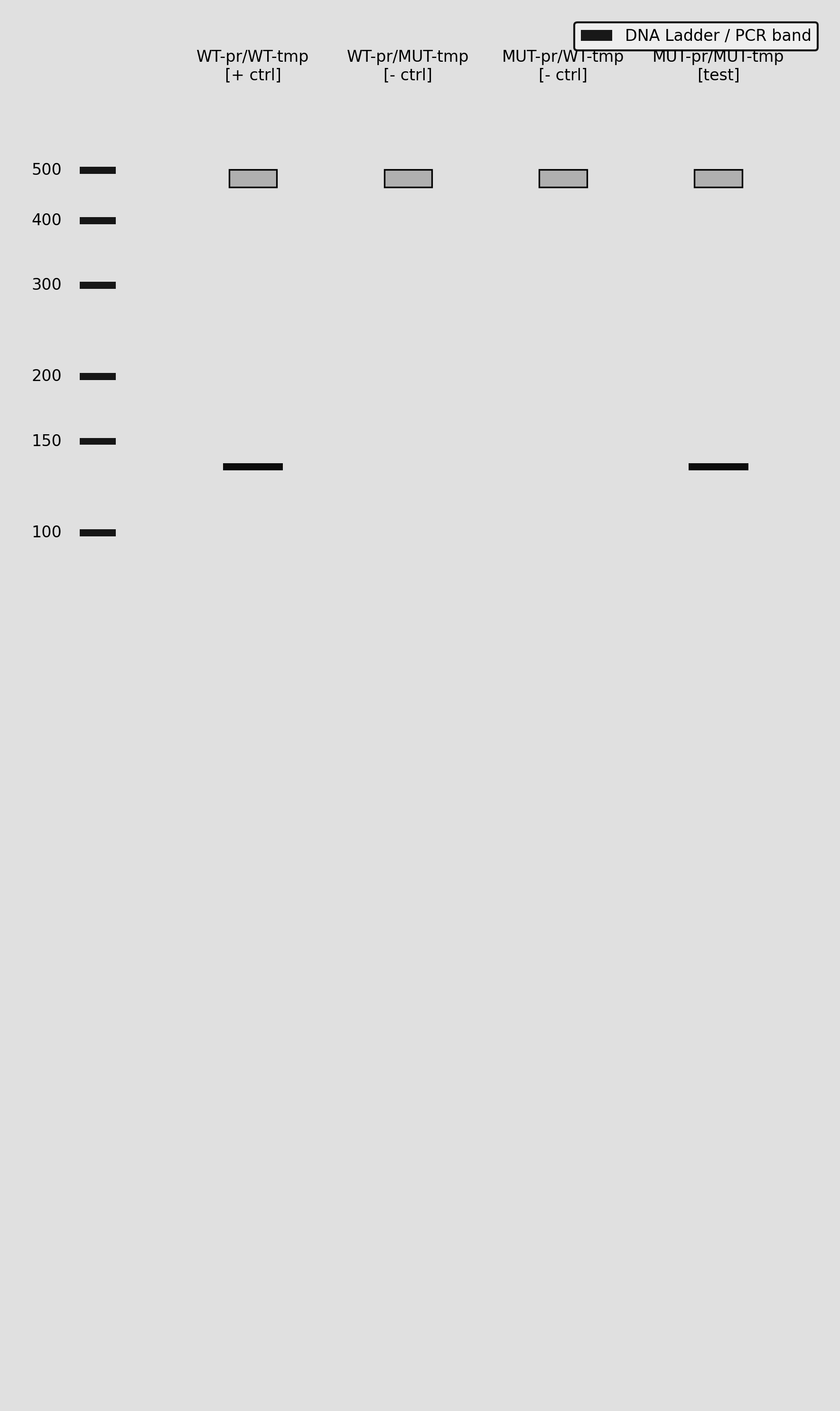 KRAS mutation gel electrophoresis
