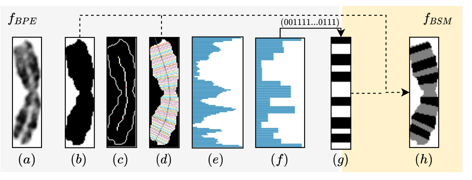 banding-pattern-extraction