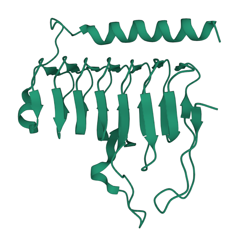 Antifreeze protein (PDB 3OTM)