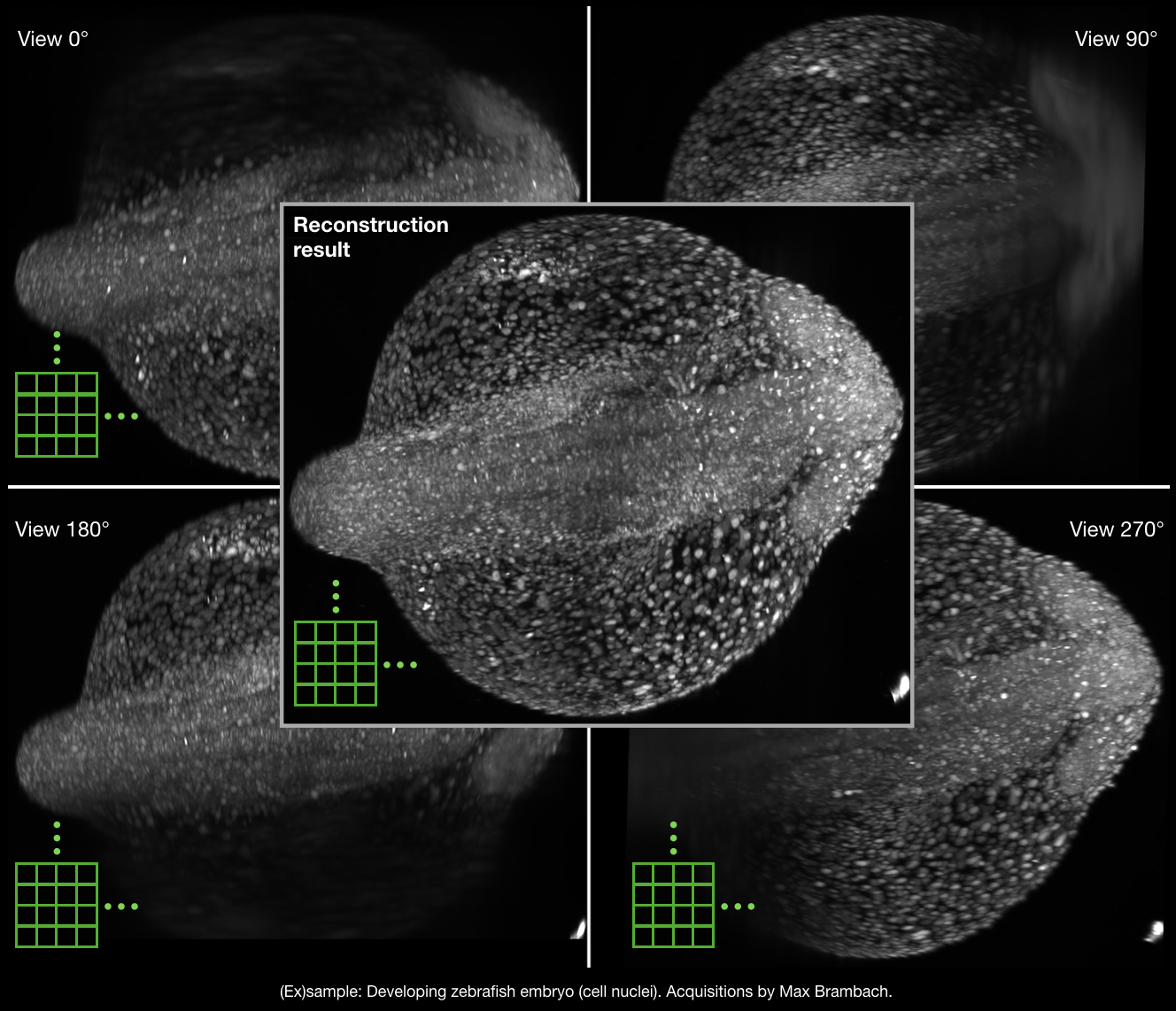 In toto multi-view reconstruction (ex)sample 2