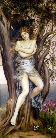 dryad