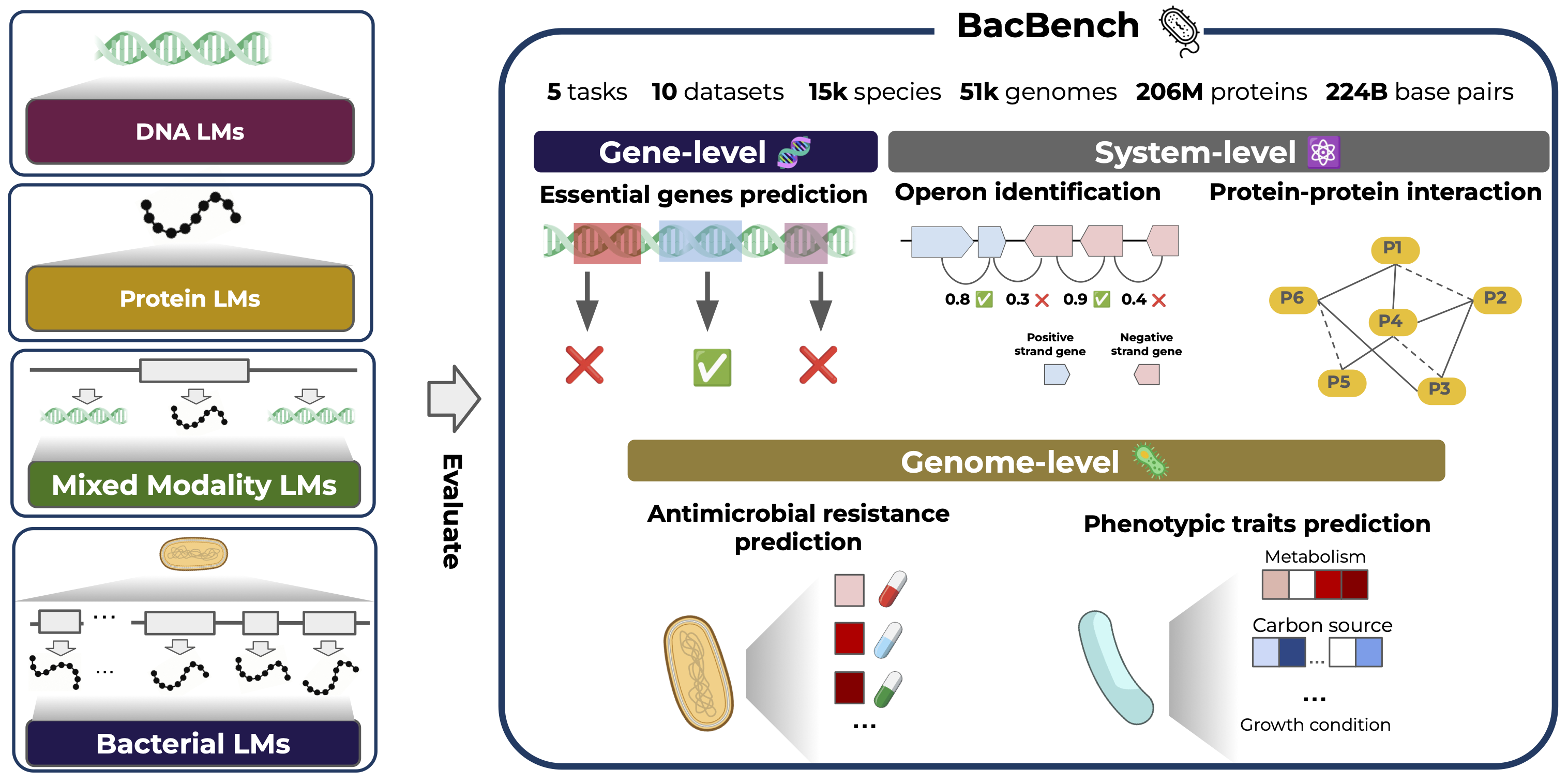 BacBench