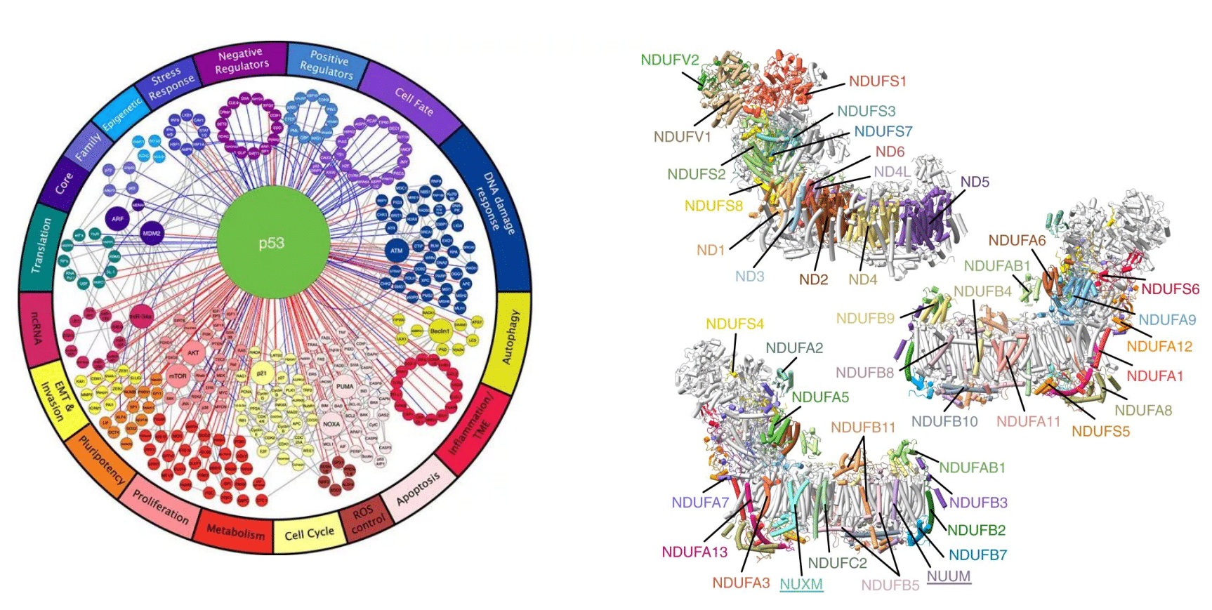 p53 and mitochondrial complex I