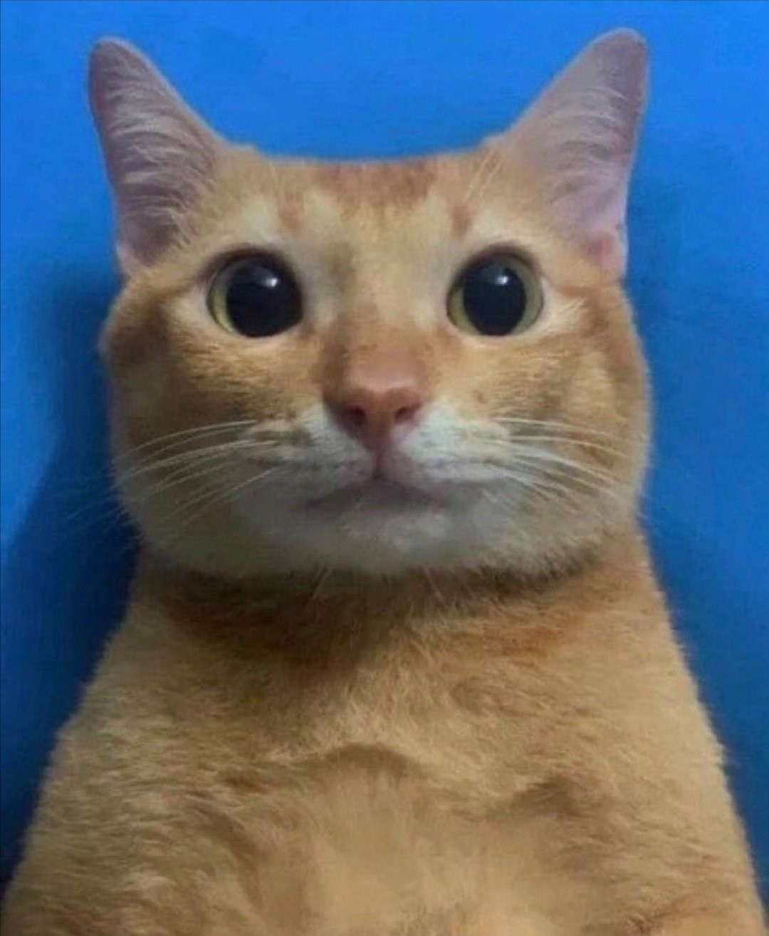 Silly Cat