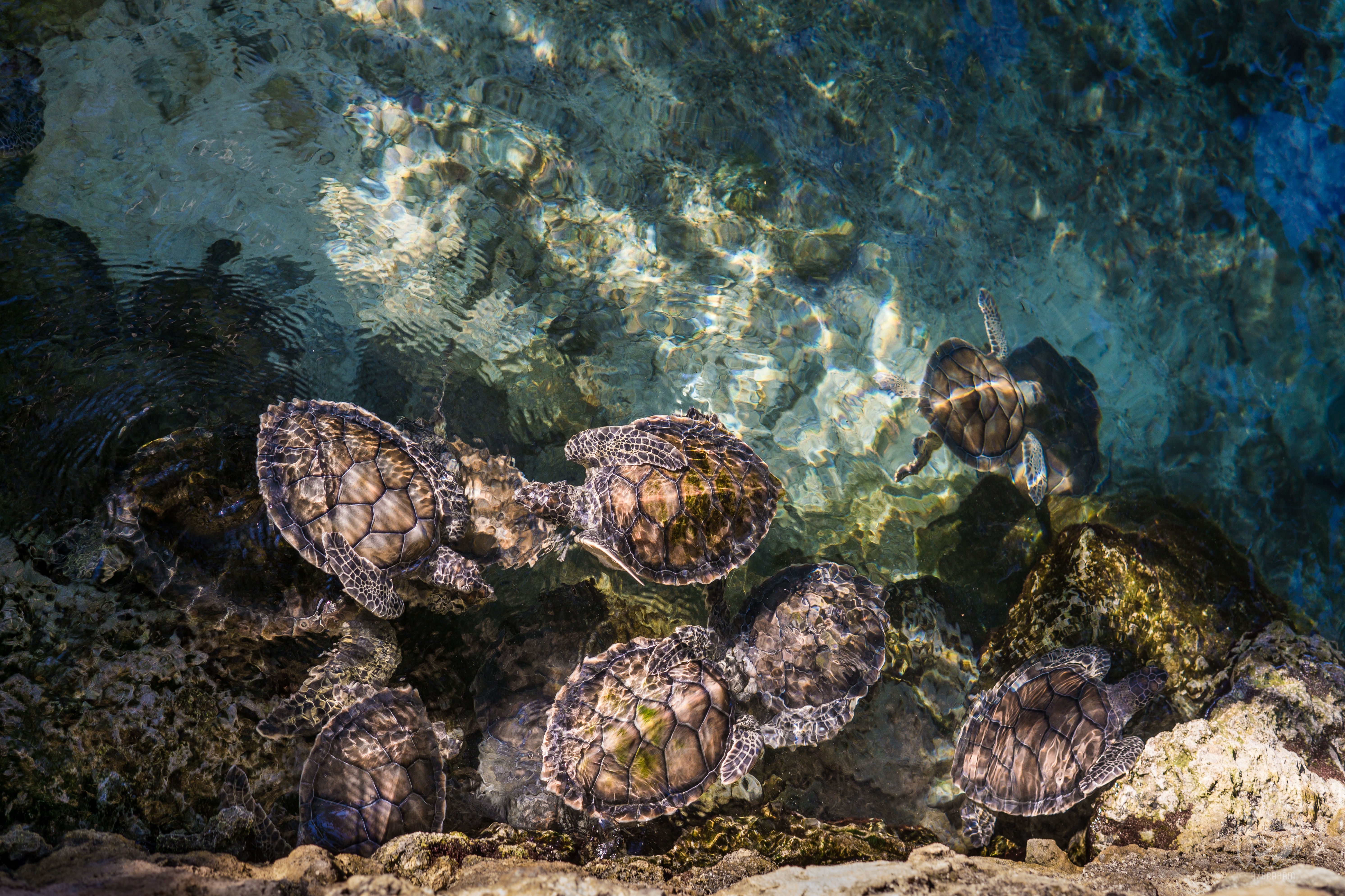 Turtles in Playa del Carmen, Mexico
