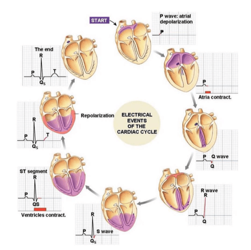 manideep2510/ECG-acquisition-classification - Giters