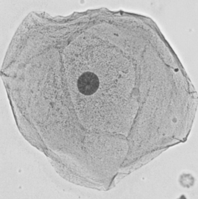 Cells