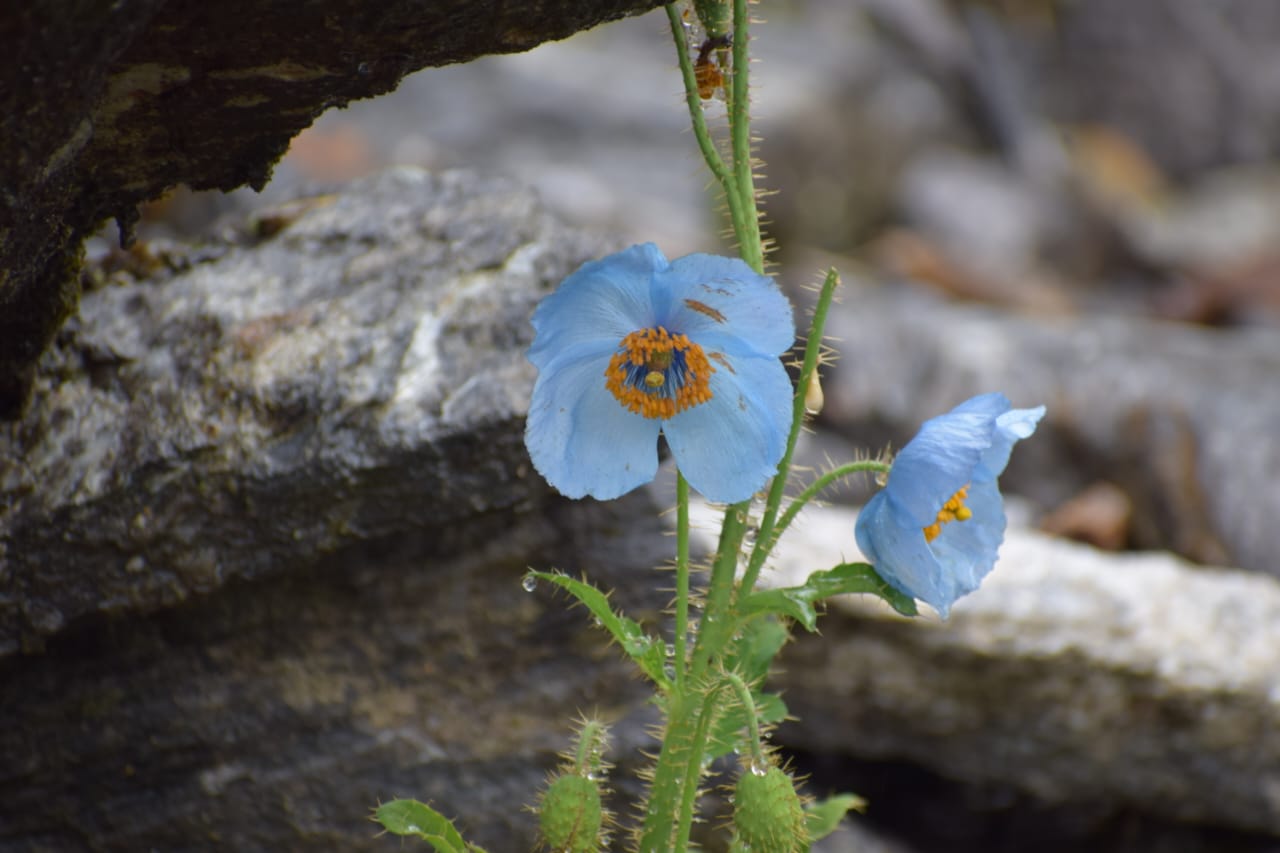 Flower valley