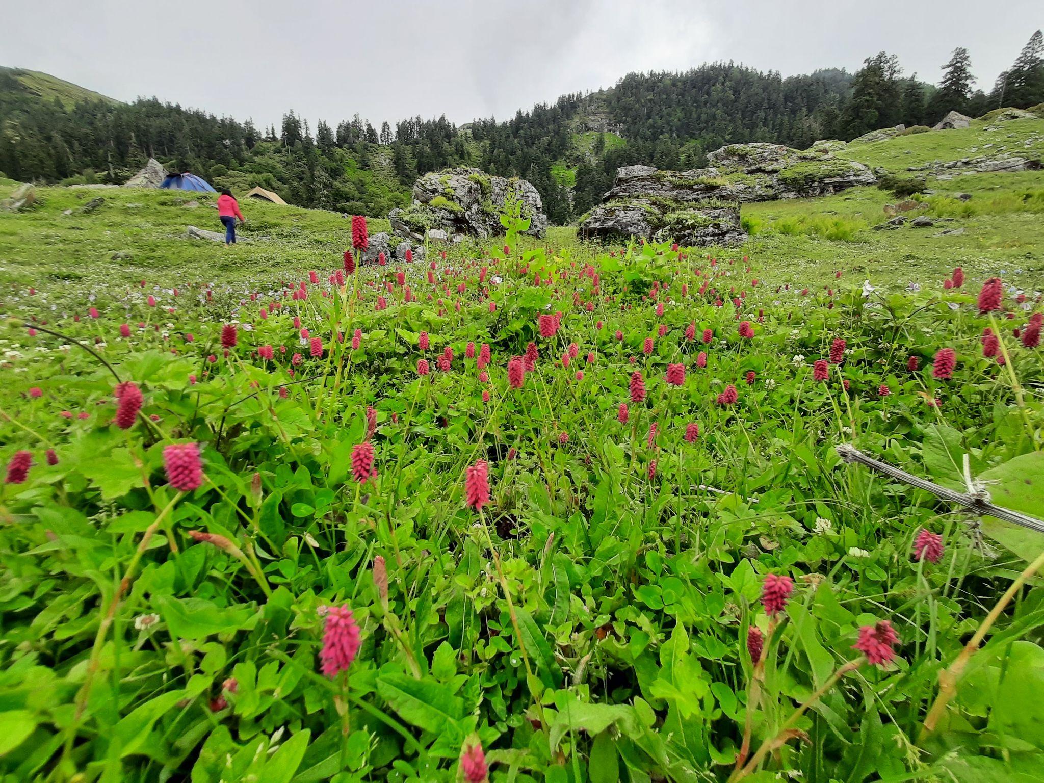 Valley of Flowers Trek 2025