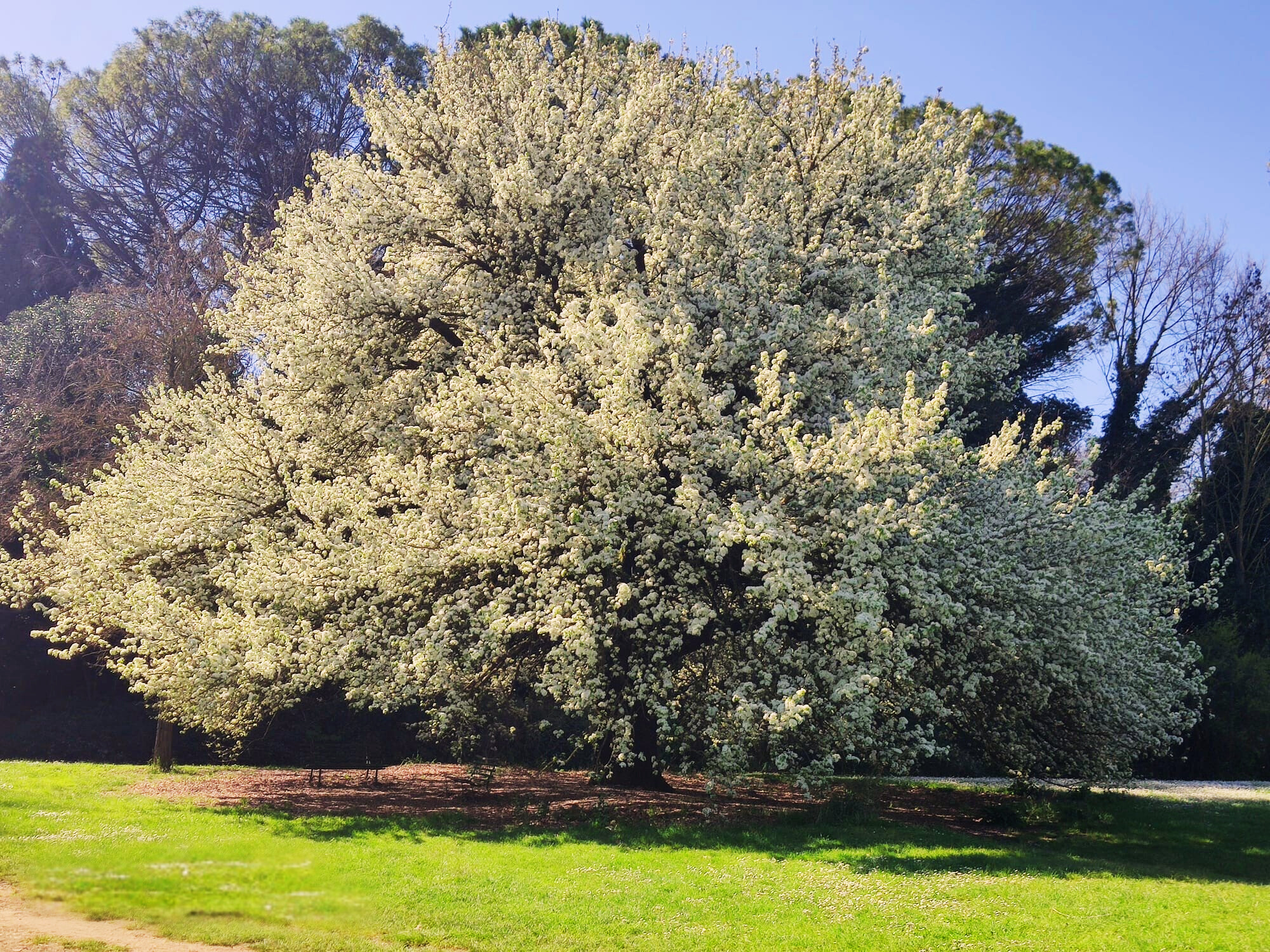 Albero di melo — Bioenergetica Roma