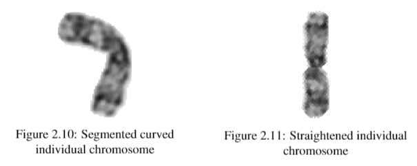 Chromosomes straightening