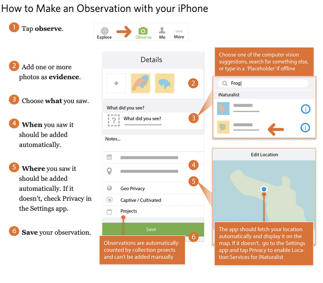 iNaturalist using a phone