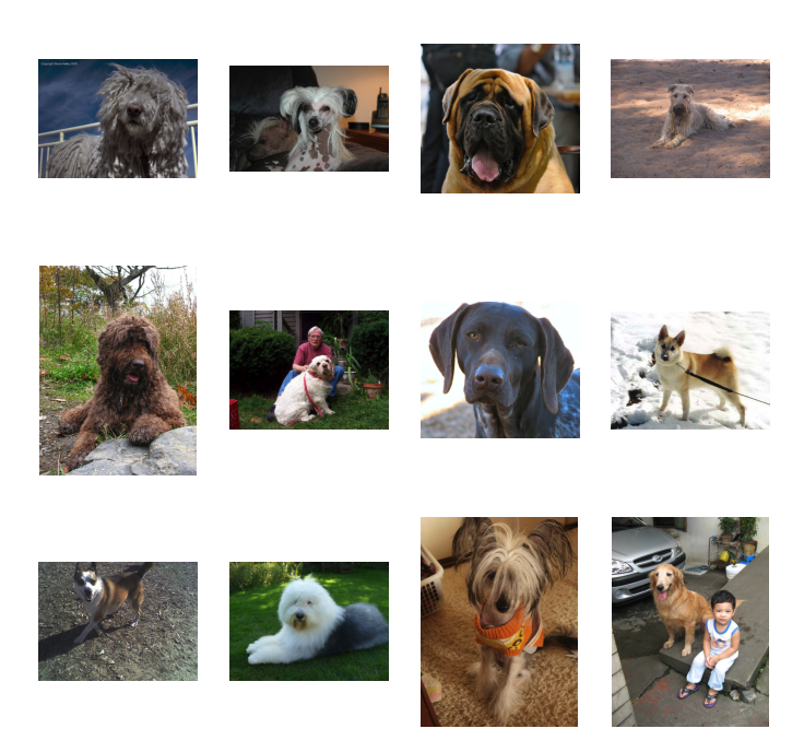 dog-breeds-sample.png