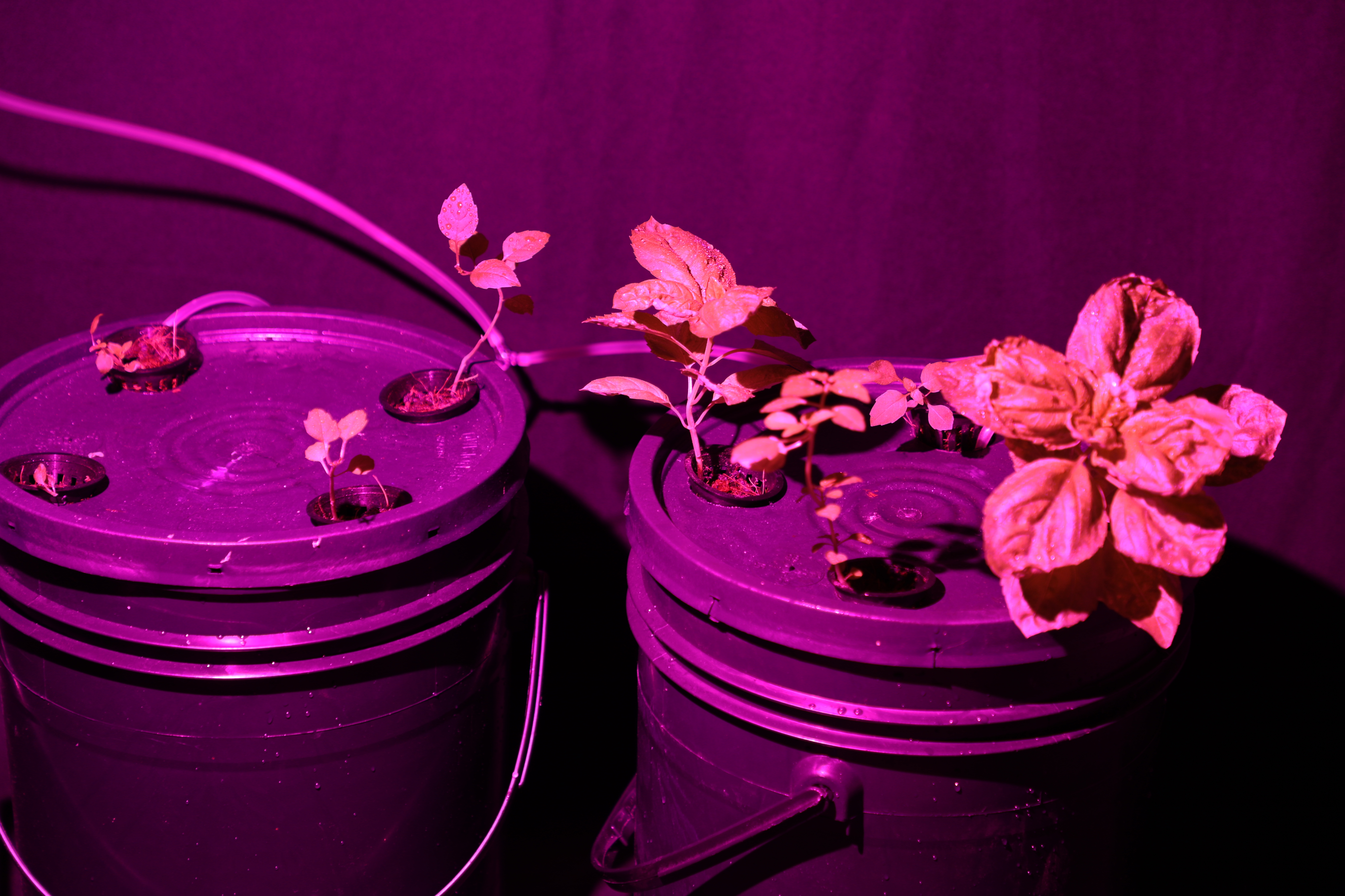 purple-full-spectrum-light-over-out-kratky-system