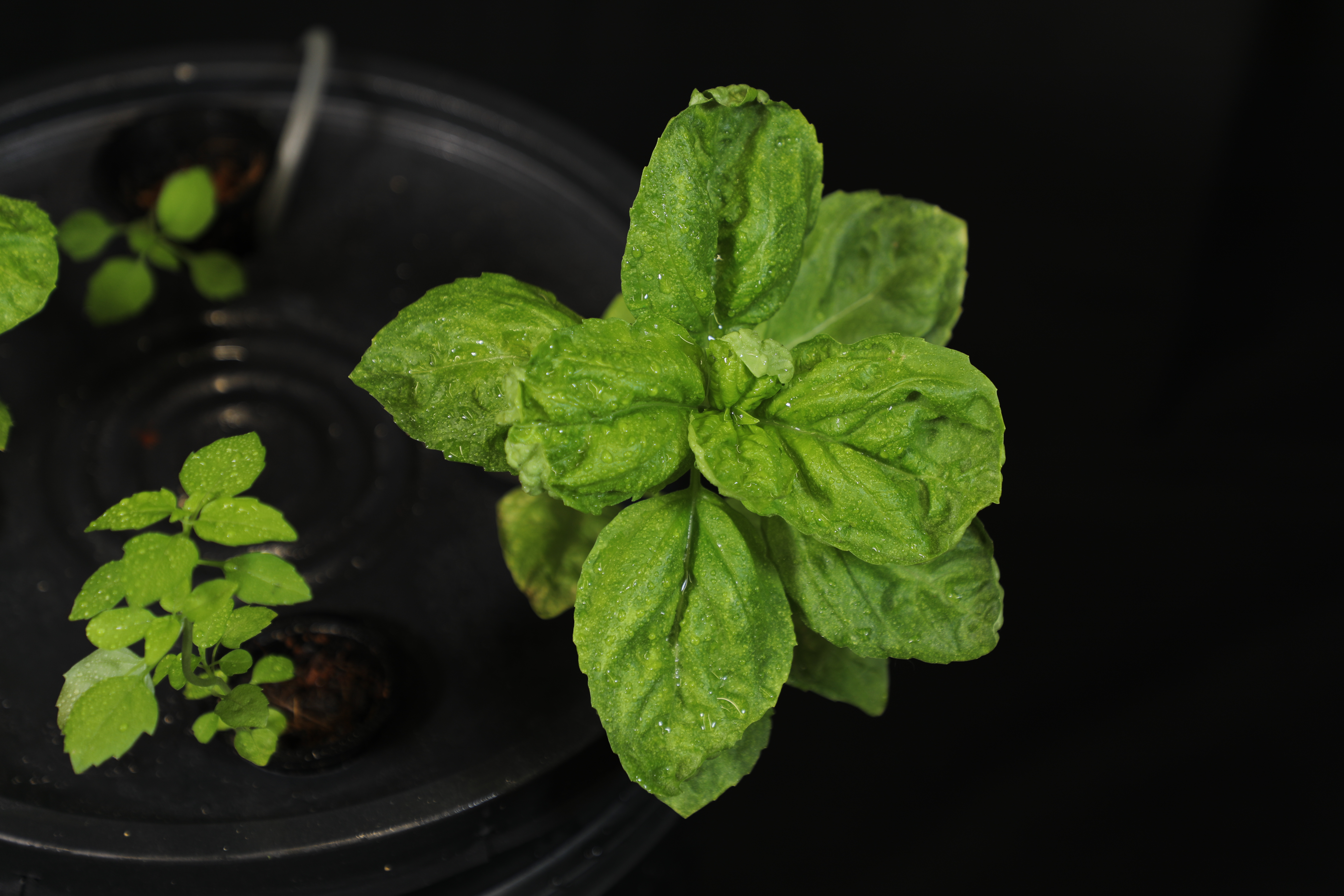 close-view-to-basil-plant