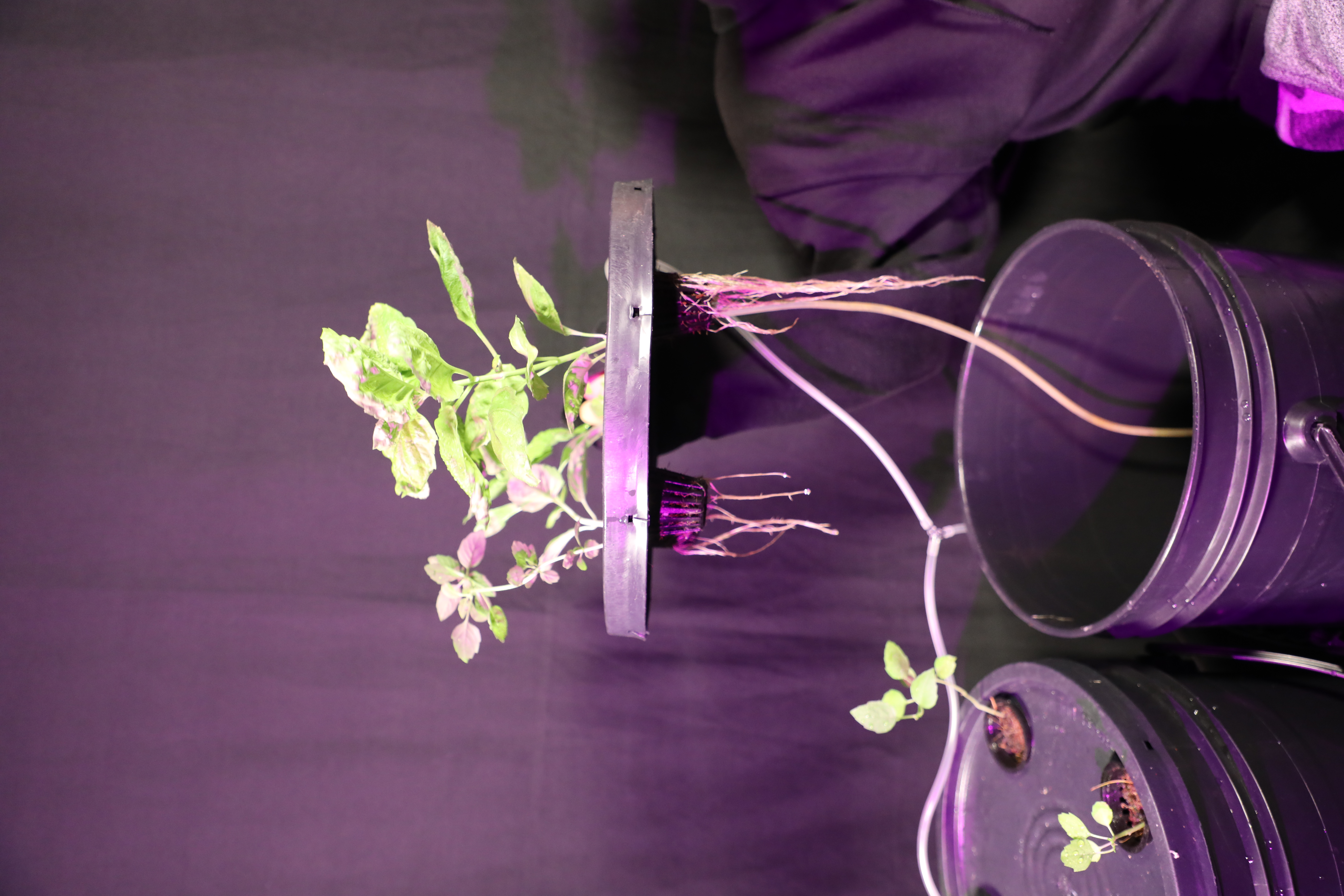 root-growth-view-of-basil-plants