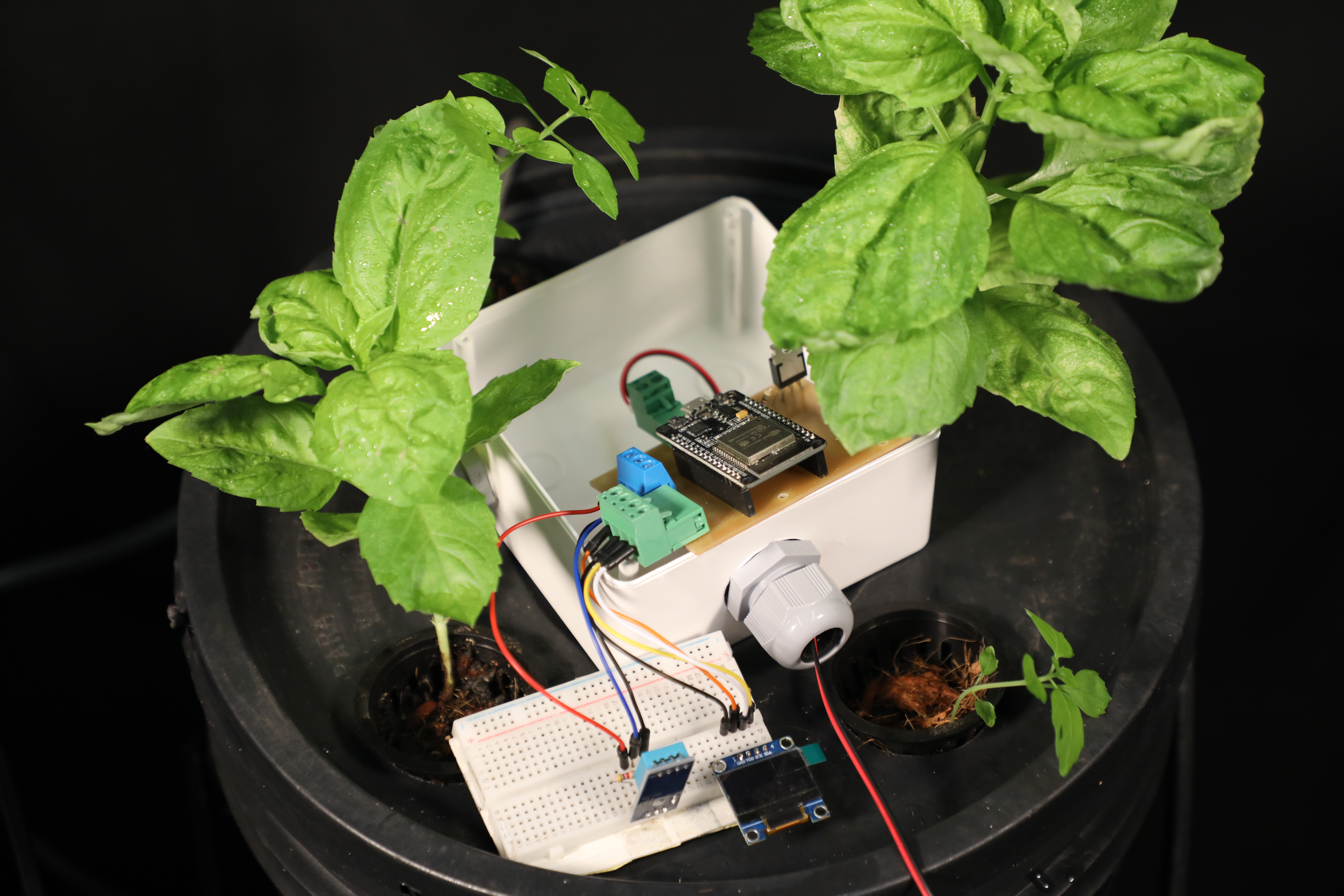 root-growth-view-of-basil-plants