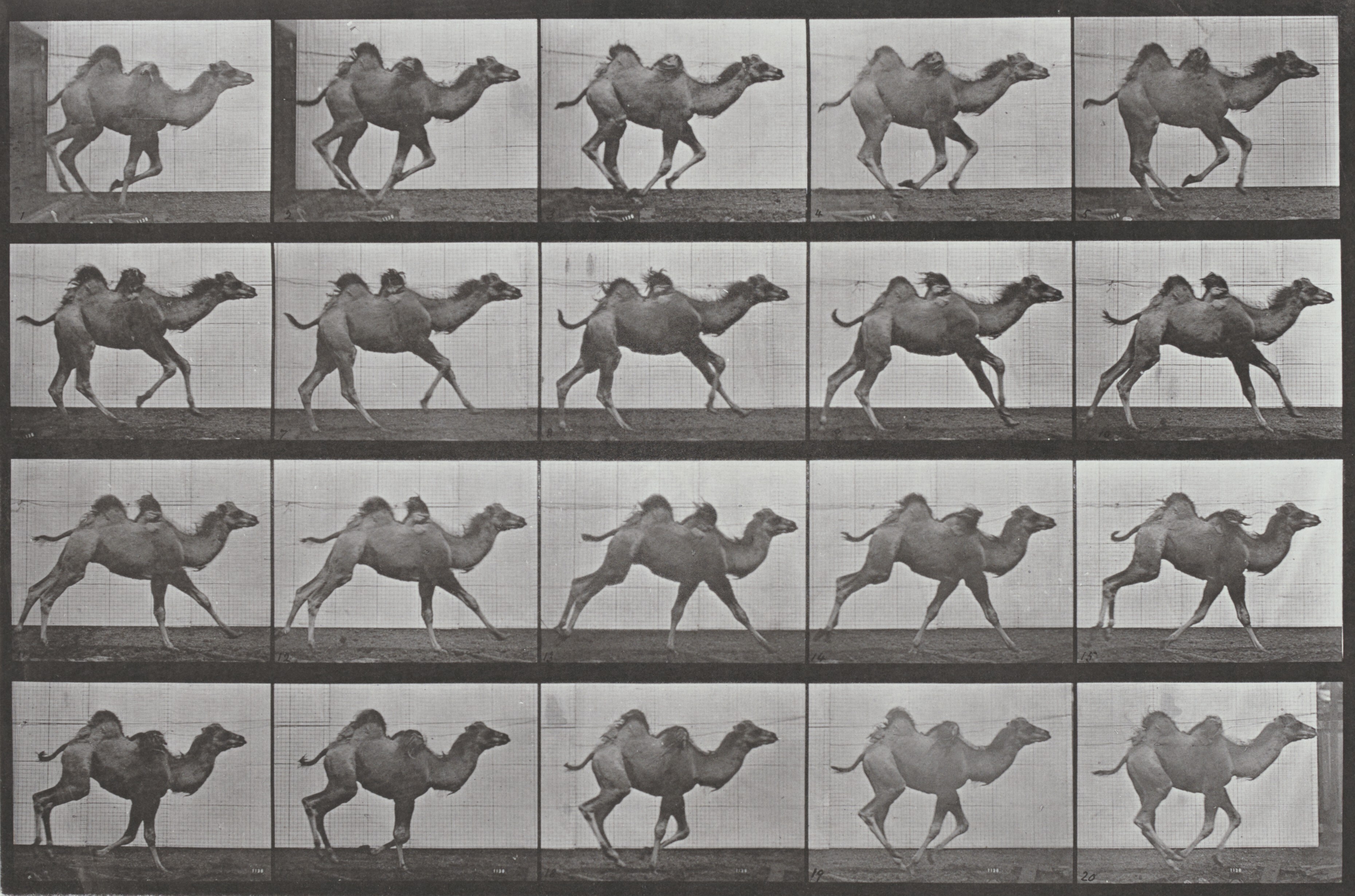 Bactrian Camel Galloping