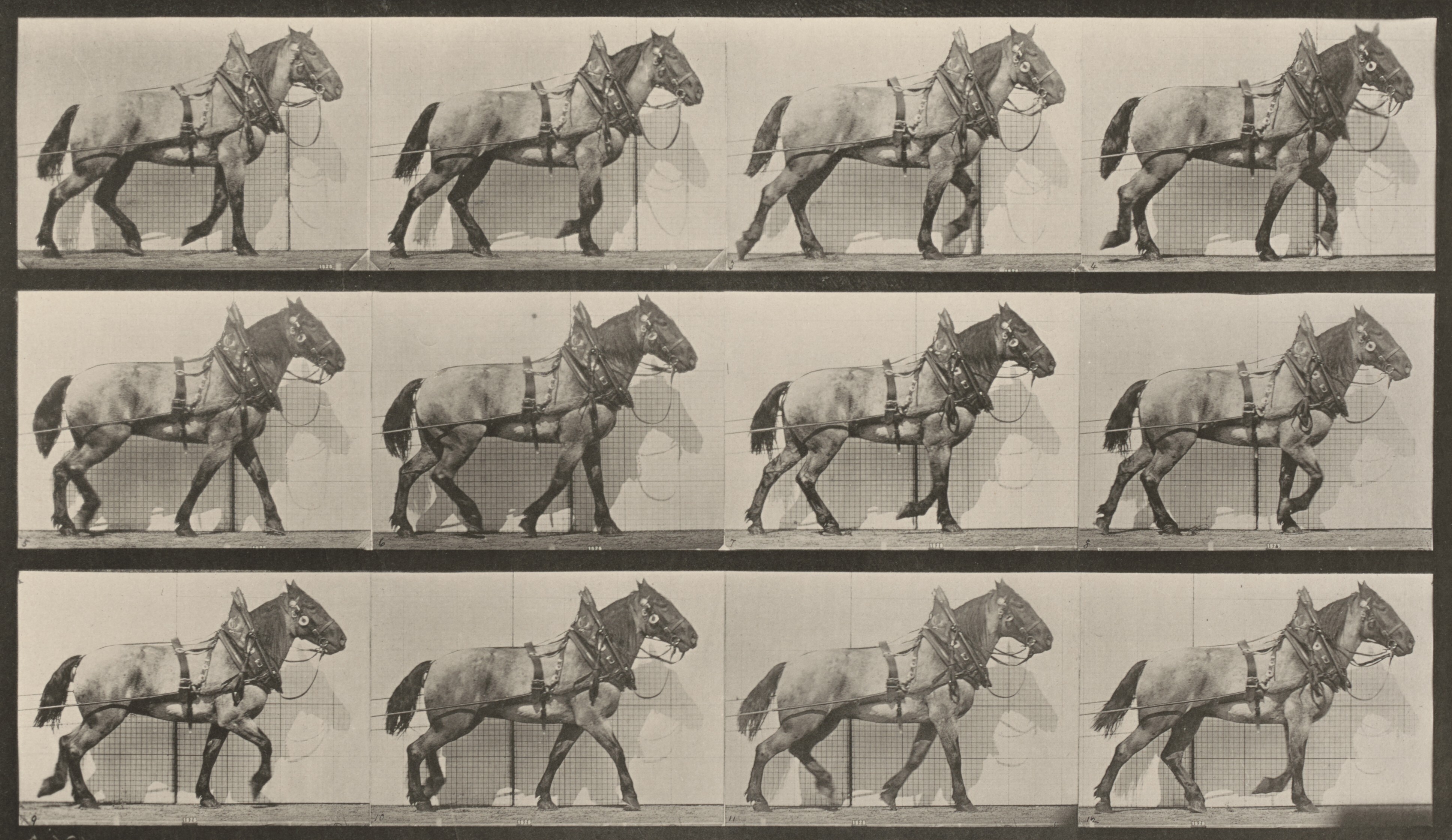 Billy Hauling