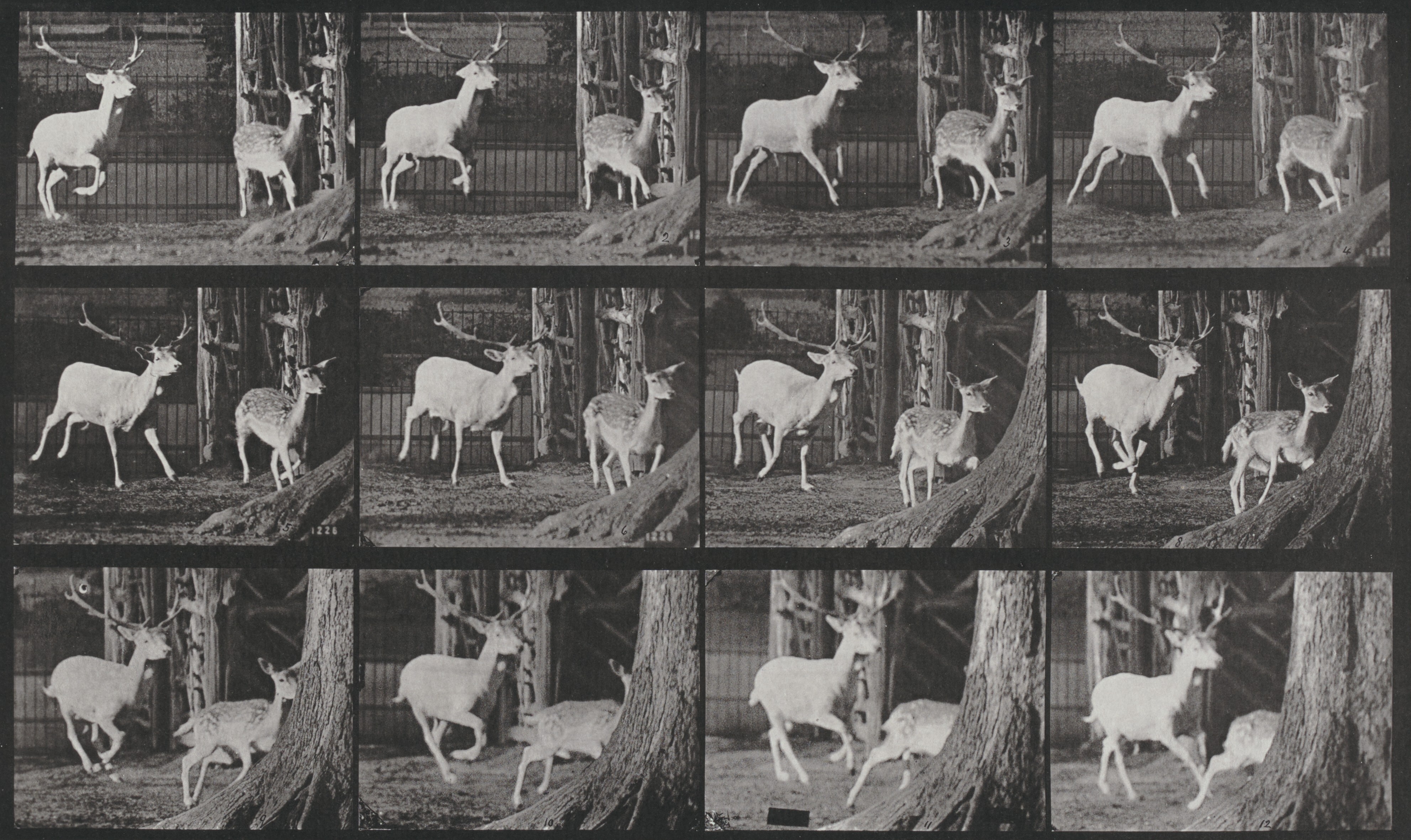 Deer Galloping