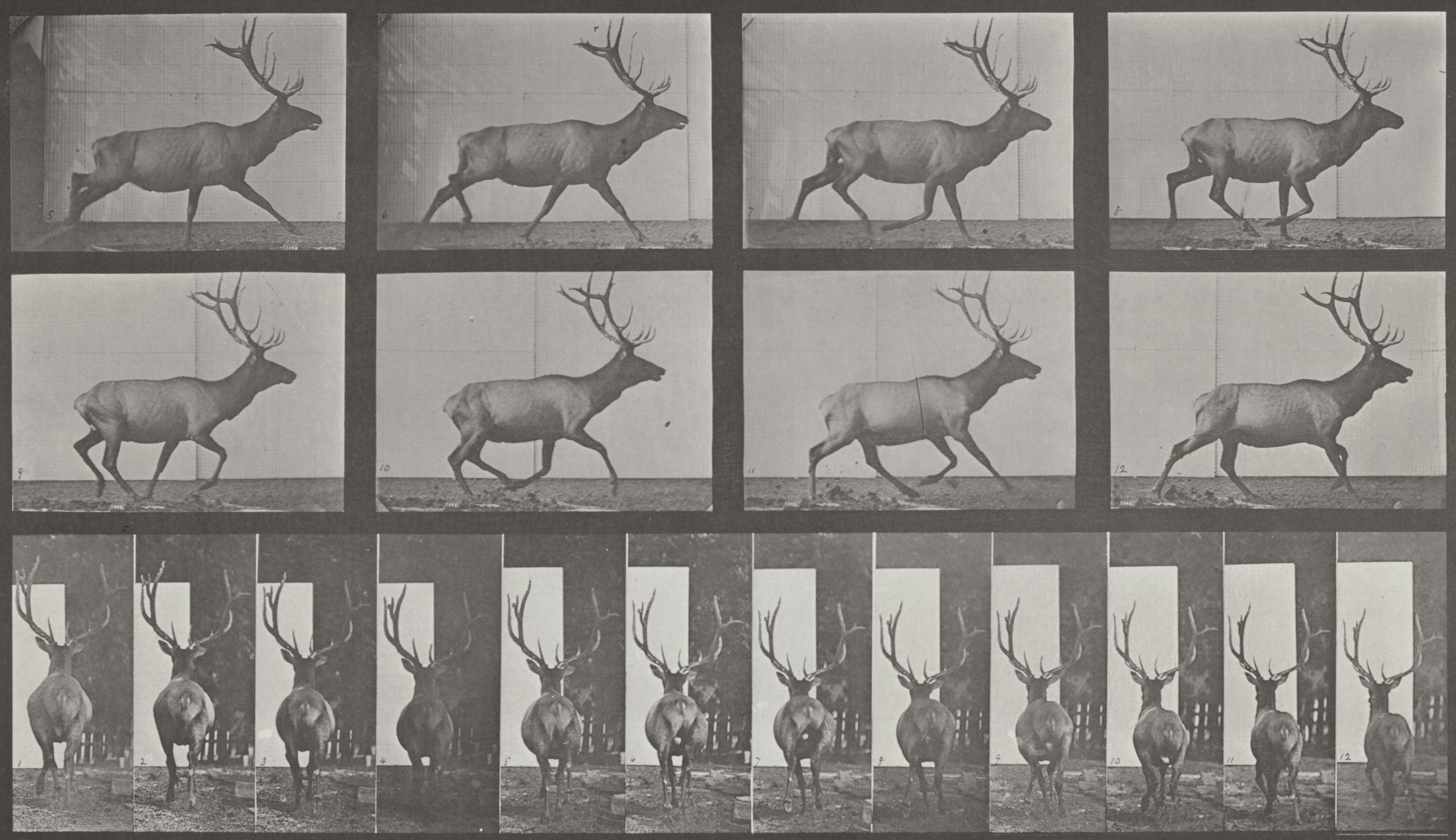 Elk Galloping