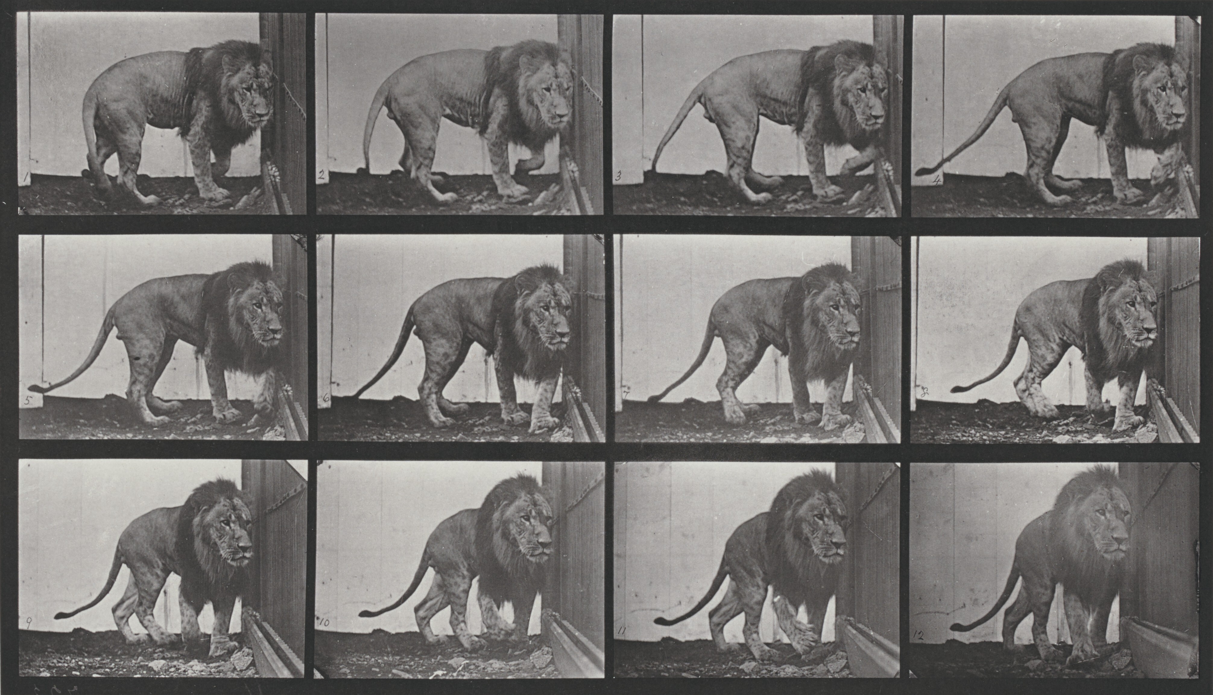 Lion Walking