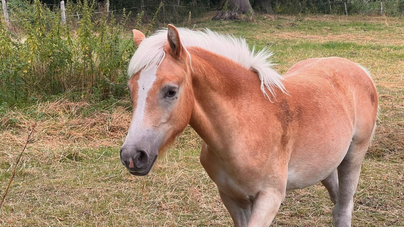 Haflinger Stutfohlen Portrait, 18.08.2026
