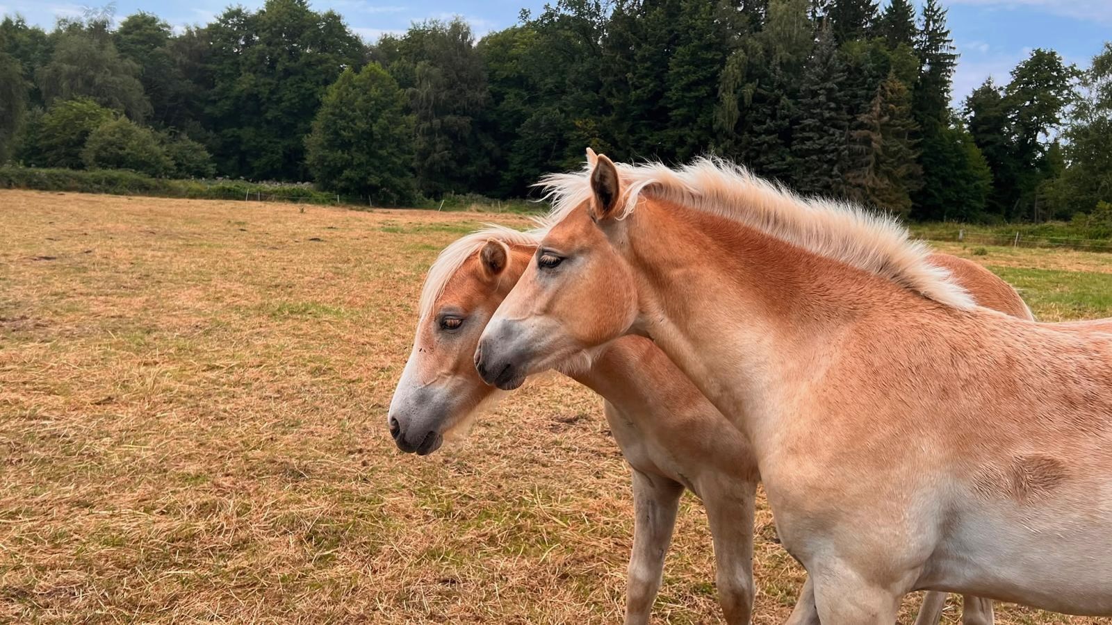 Haflinger Stutfohlen auf der Weide, 18.08.2026