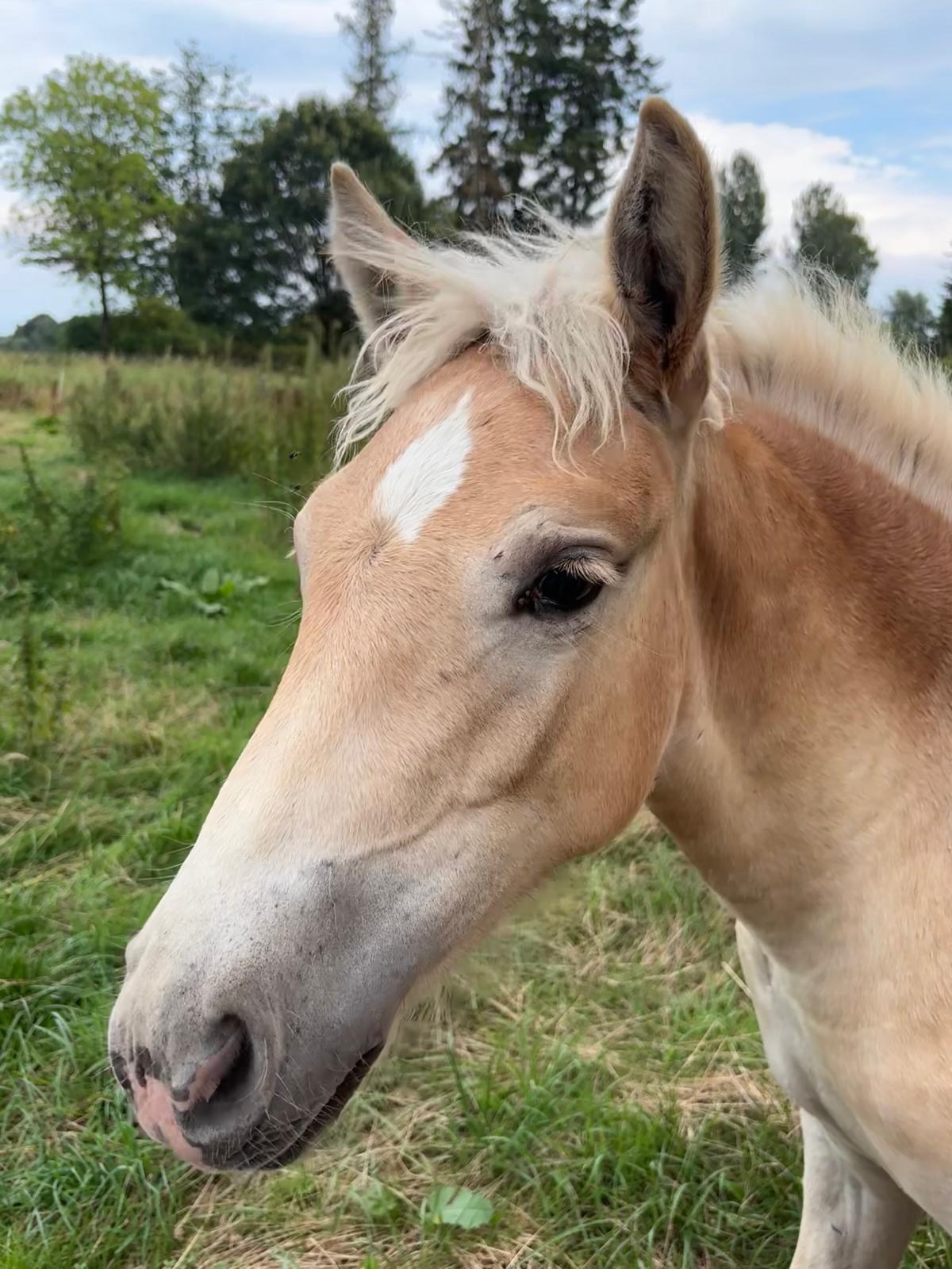 Vier Haflinger Stutfohlen auf der Weide, 18.08.2026