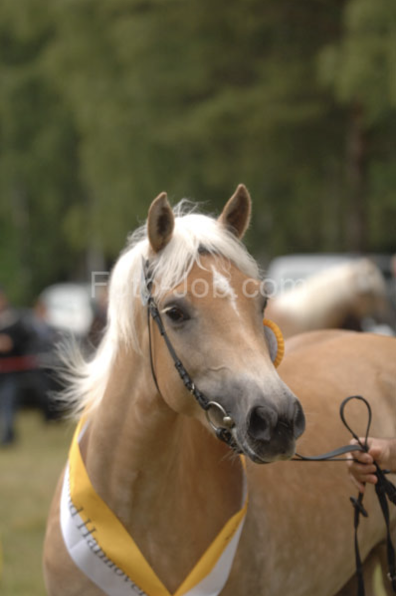 Haflingerstute Melinda