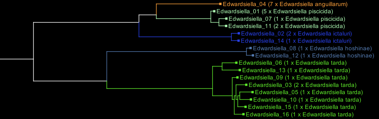 Edwardsiella after