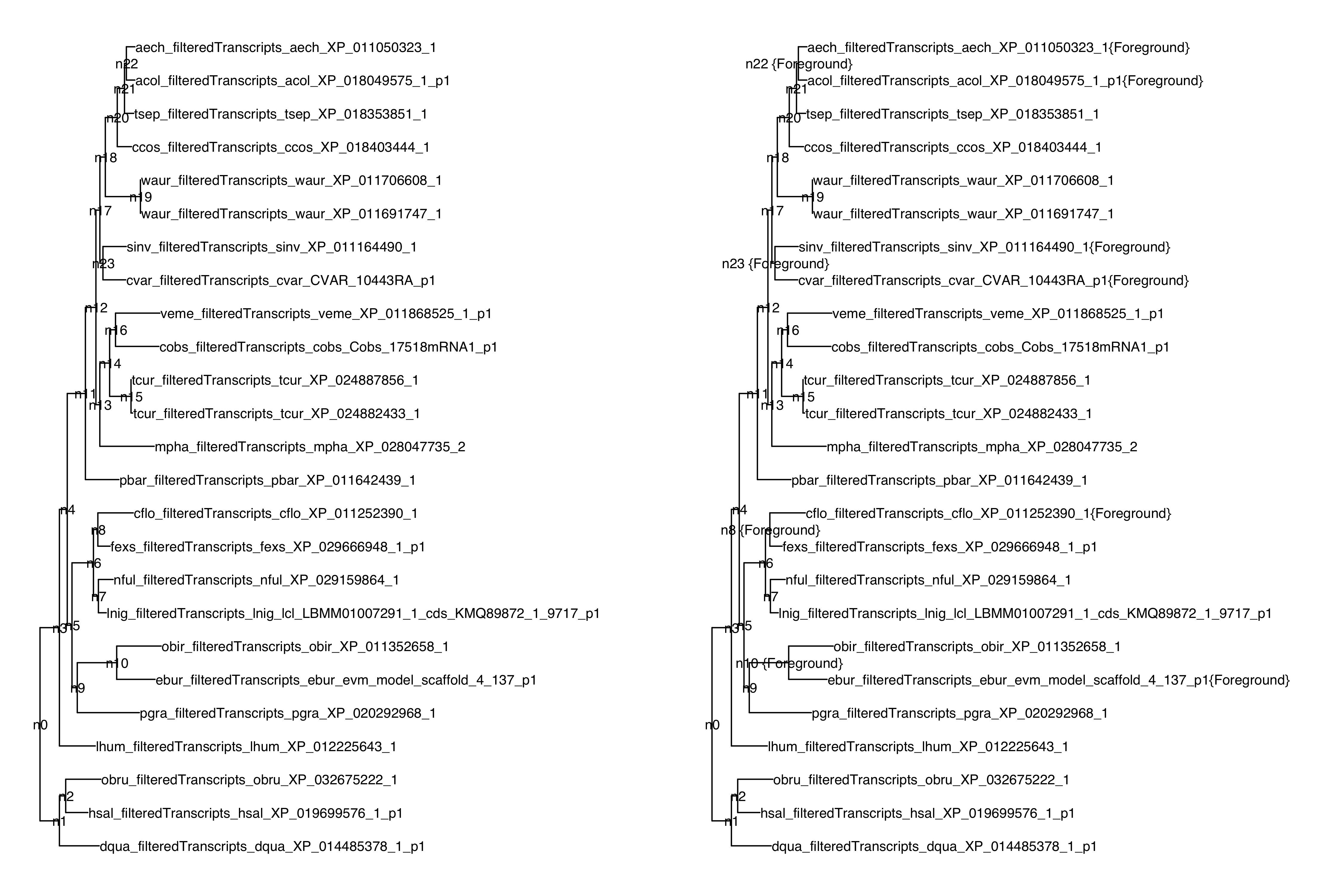 side-by-side labelled and unlabelled phylogeny