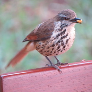 A photograph of a brown and white bird