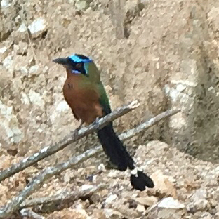 A photograph of a multicolored bird