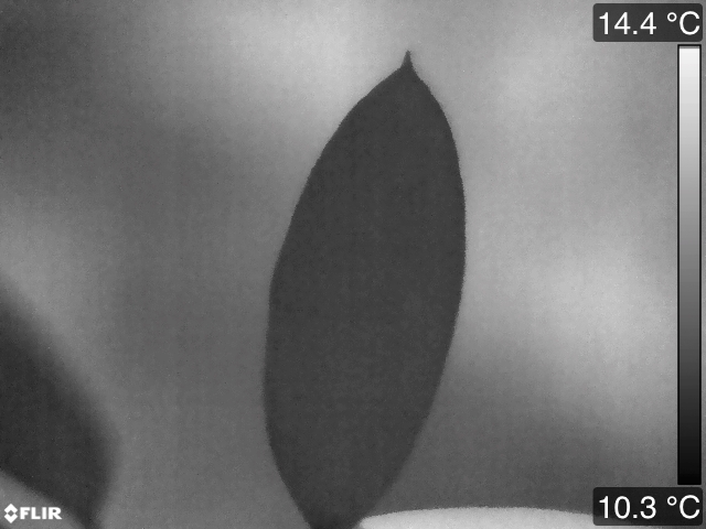 Sample of a grayscale thermal photo