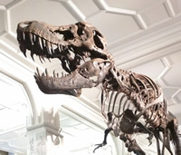 The head and torso of a dinosaur skeleton; it has a large head with long sharp teeth