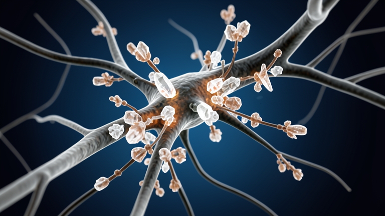 El azúcar reemplaza a la carne como clave del crecimiento cerebral