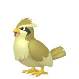 Pidgey