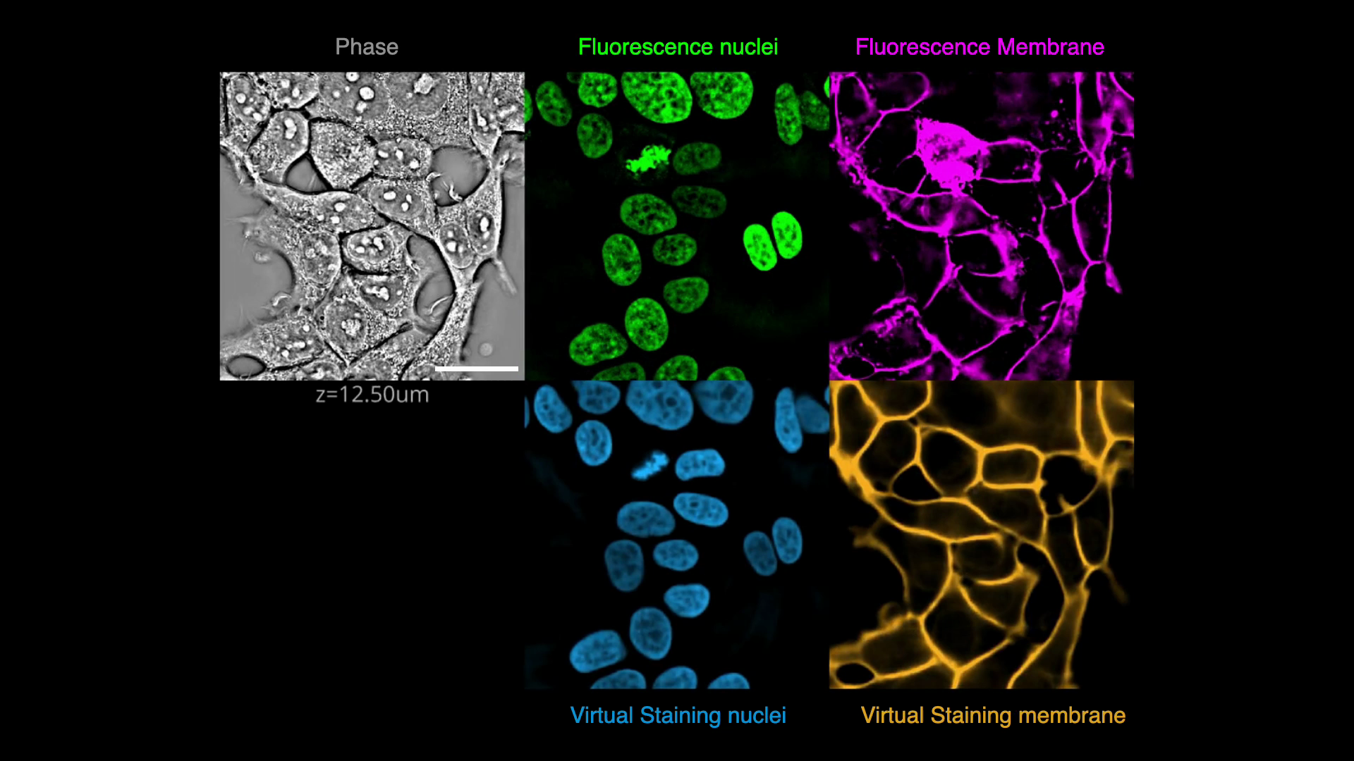 Virtual Staining