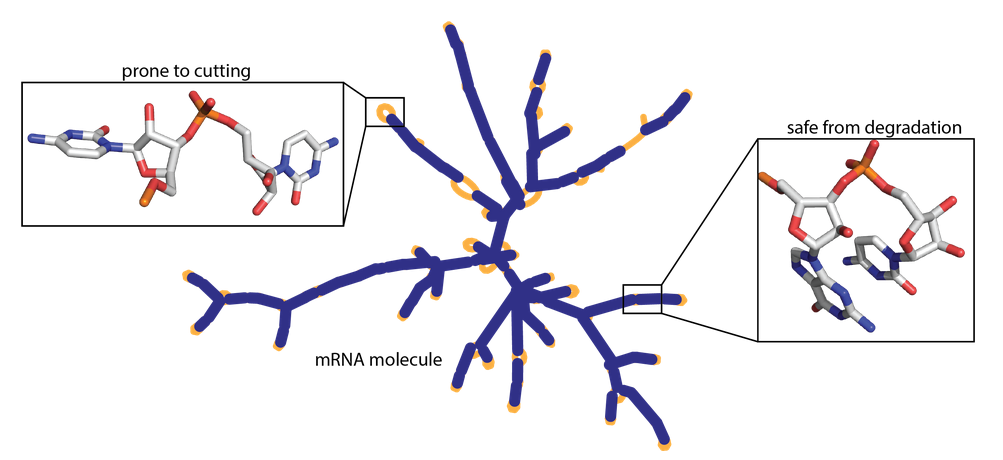 mRNA molecule