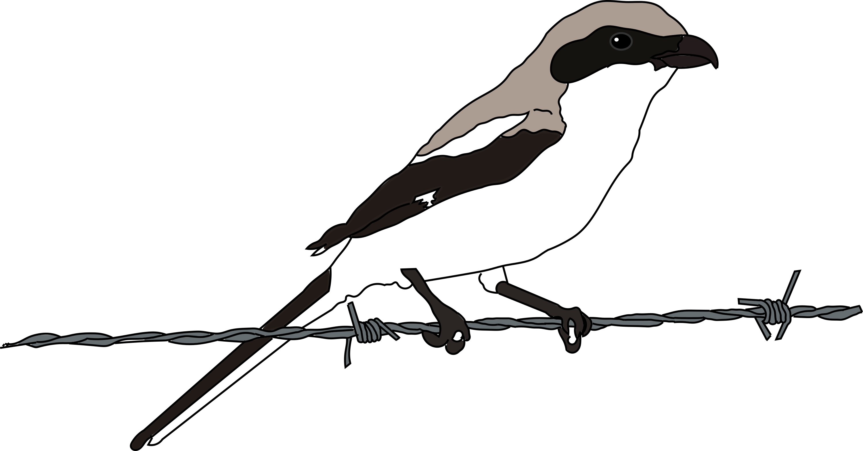 A drawing of a shrike that Mason made.