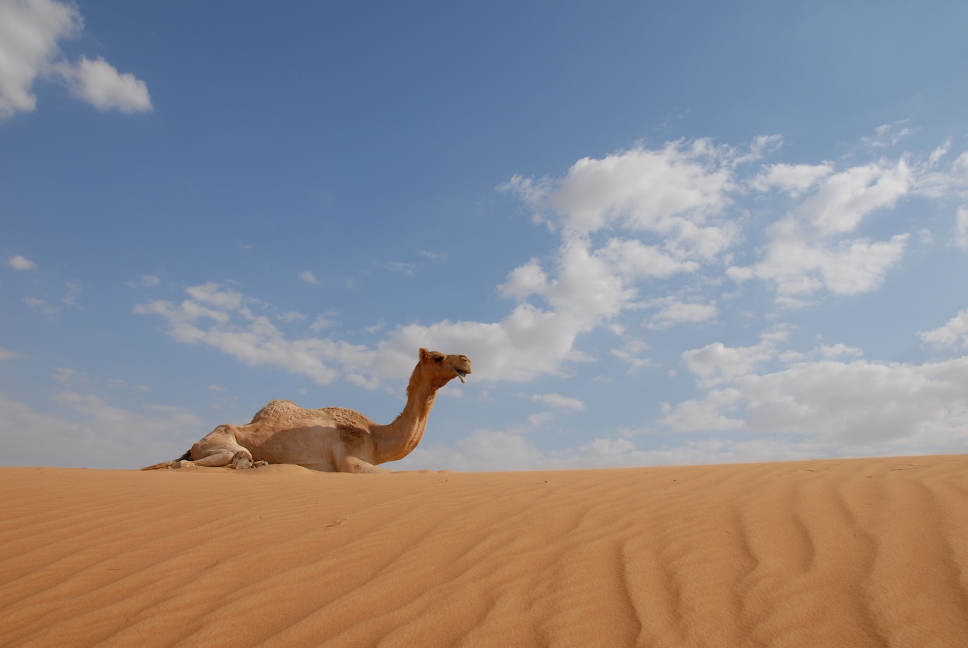 Original Camel on Sand Dune