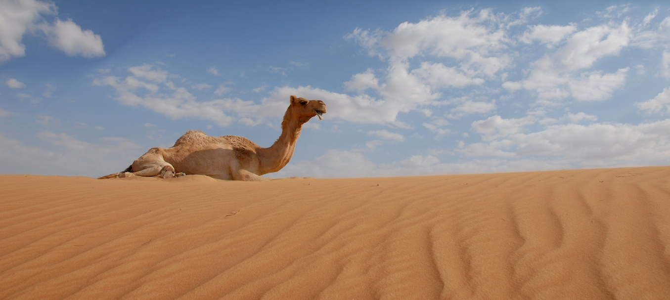 Resized Camel on Sand Dune