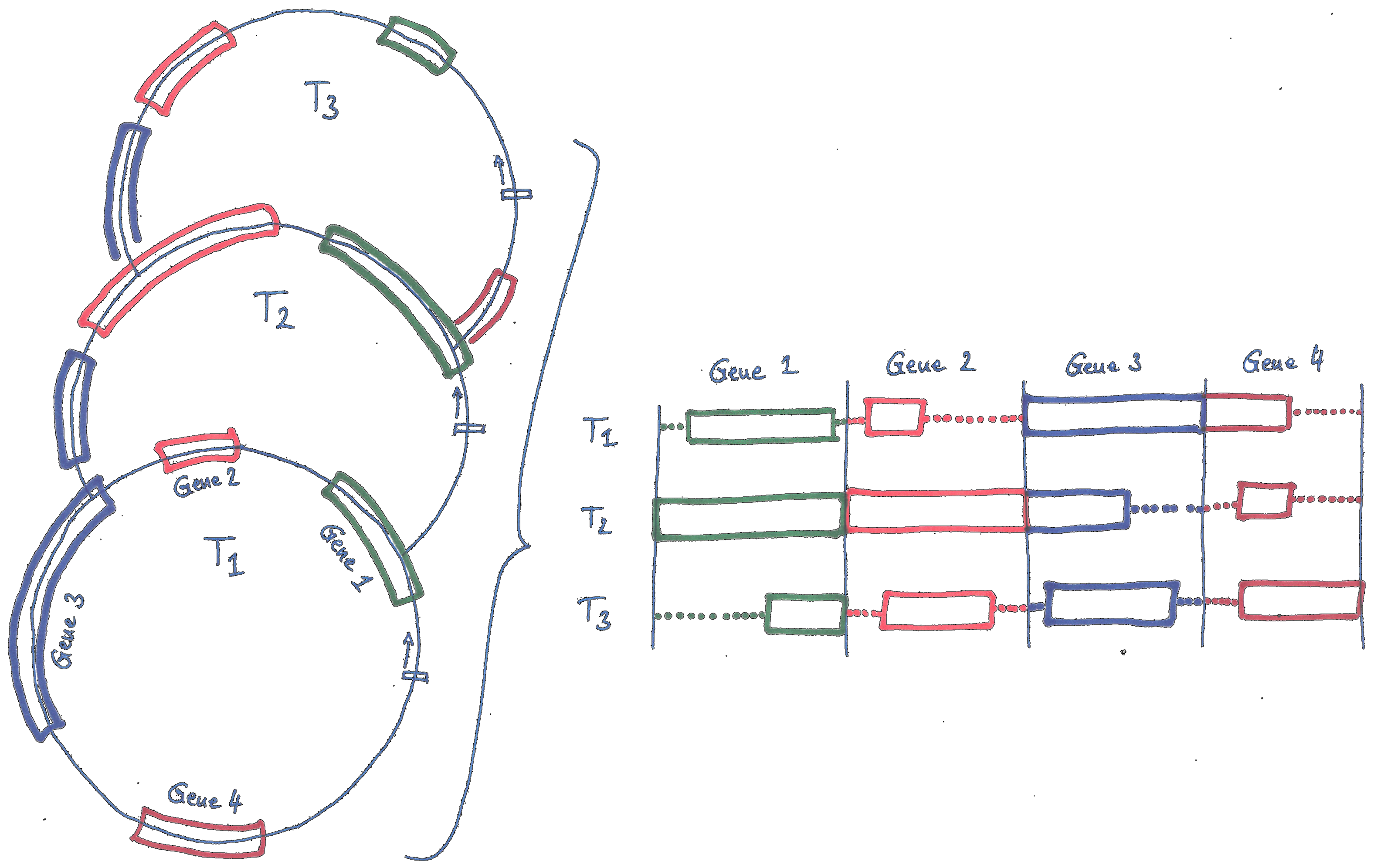 Depiction of plastomes being split according to specified marker type; the extracted sequences are then aligned and concatenated