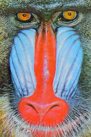 Baboon40.jpg