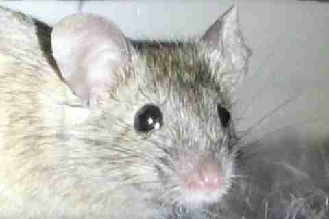Mouse480.jpg