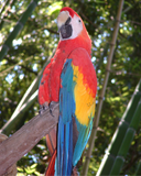 parrot.bmp