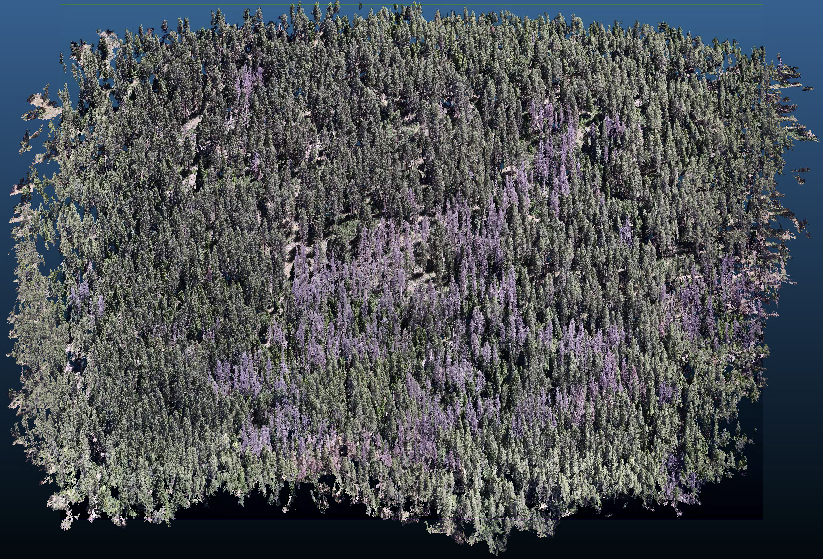 Original point cloud of a forested site, generated using Pix4D