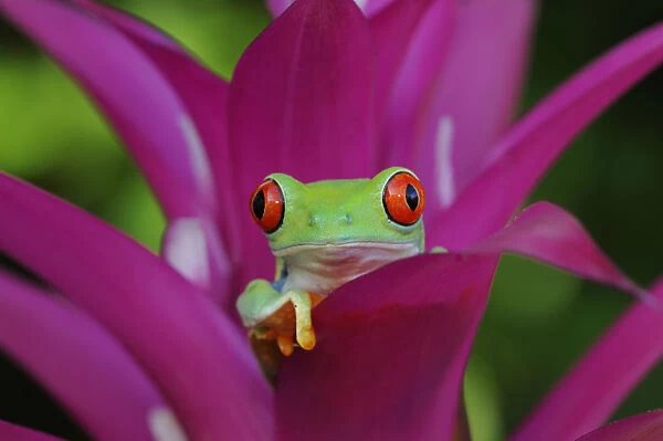 frog-blossom